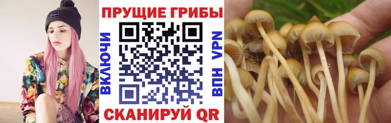 Купить где  Дубна  Псилоцибиновые грибы GOLDEN TEACHER 